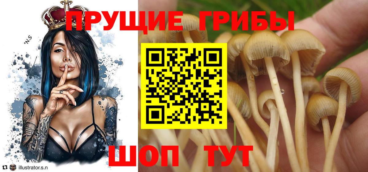 Псилоцибиновые грибы Psilocybine cubensis Заречный
